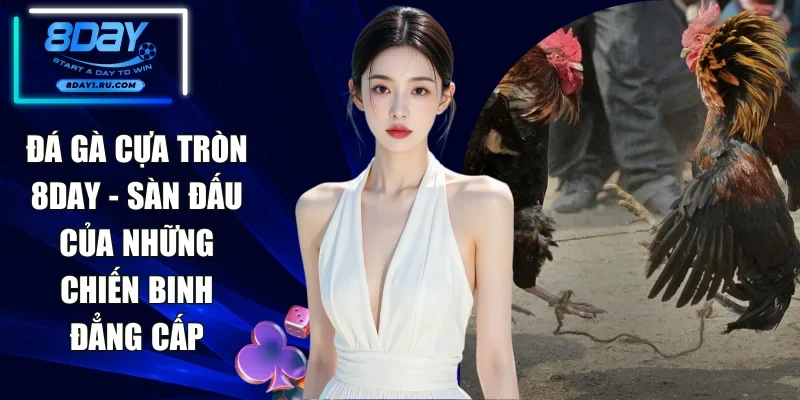 Đá Gà Cựa Tròn 8DAY - Sàn Đấu Của Những Chiến Binh Đẳng Cấp