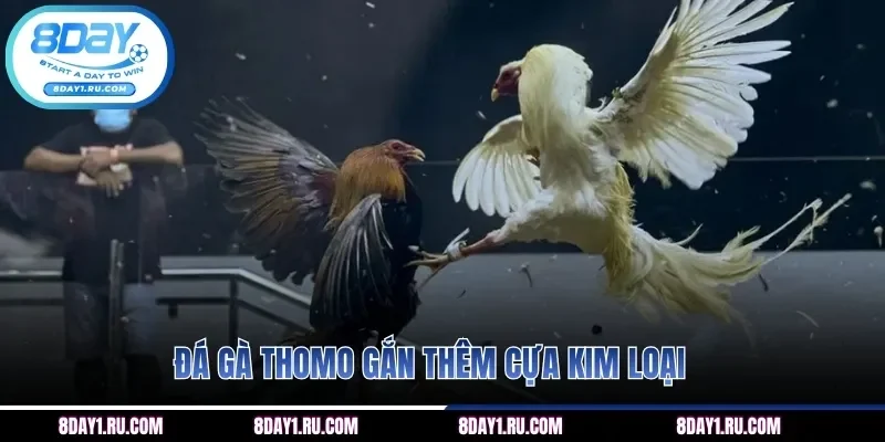 Hình thức thi đấu trang bị thêm cựa kim loại bùng cháy