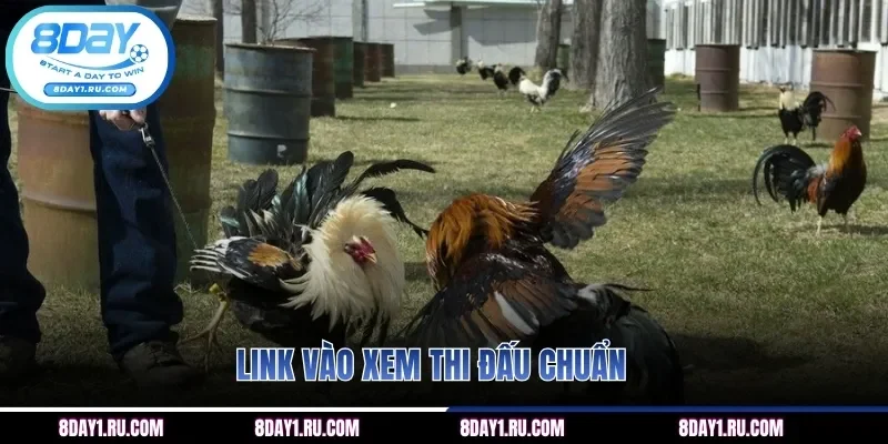 Link vào xem thi đấu chuẩn